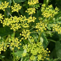 Daucus carota