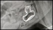 Radiografia do cachorro