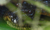 Giant anaconda