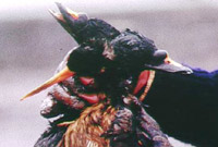 Dead sea birds
