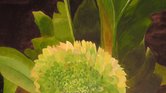 Flower Flower