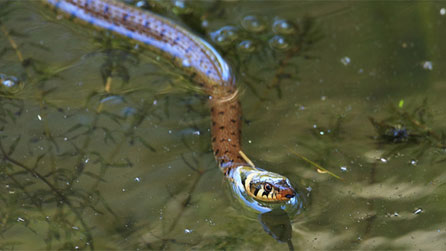 grass_snake_rat_salad.jpg