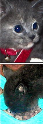 catnapped.jpg