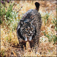 lynx_pa_203.jpg