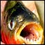 Piranha do rio Amazonas