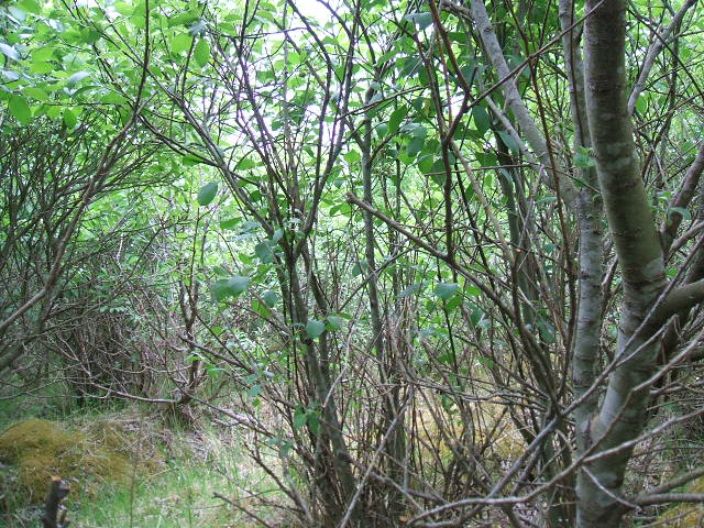 The woods
