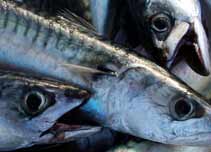 Mackerel