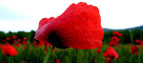 poppy field