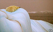 A polar bear