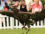 Moray the white-tailed sea eagle