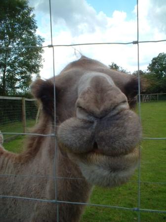 camels.JPG