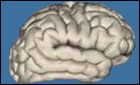 Brain map