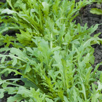 Eruca sativa