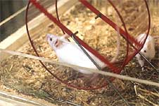 Mice