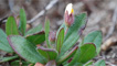 spotted-rock rose
