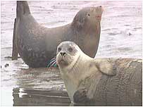 Seals