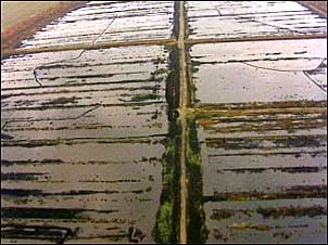 Peat bogs