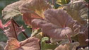 Tellima grandiflora