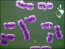 chromosomes