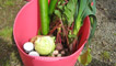 Cucumbers