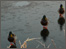 Ducks on The Forth and Clyde Canal, Glasgow