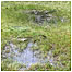 Natterjack habitat