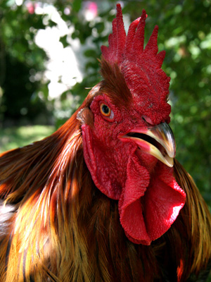 Rooster