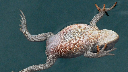 frog_skomer.jpg
