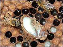 A queen bee larva