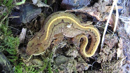 smooth newt by joy