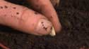 sowing seeds