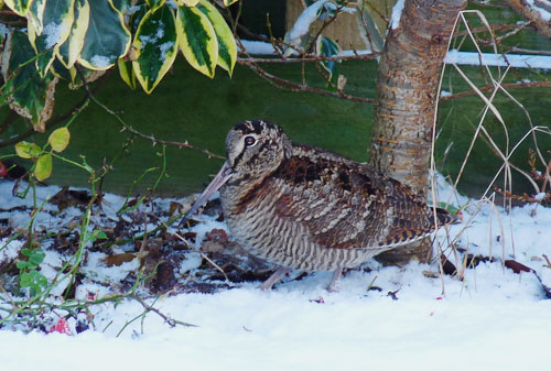 woodcock by tarbat