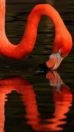 flamingo1.jpg