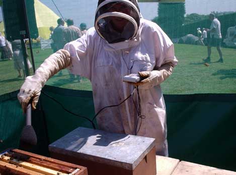 Polly in bee suit.