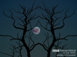 Wallpaper: Moon and Trees