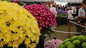 Chrysanthas at Chelsea