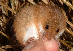 field mouse