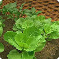 Cabbage