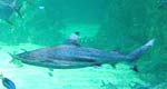 shark