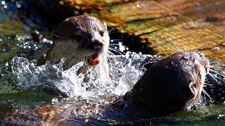 Otter