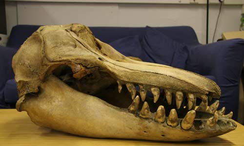 skull.jpg