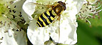 stilllife - wasp on flower