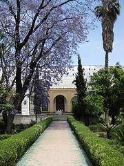 jacarandatree.jpg