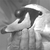 swan-wb.jpg
