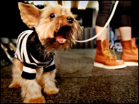 Moda canina