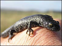 A great crested newt (Froglife)