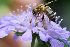 A bee on a flower