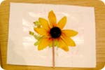 Add the sepals and stamens to the card