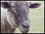 A Sheep