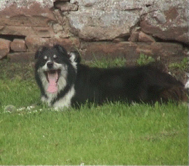 dog at Nairn